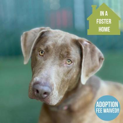Zoro, ADOPTABLE, Adult Male Labrador Retriever.