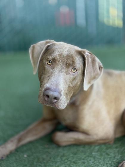 Zoro, a ADOPTABLE mixed breed in Sacramento, CA image 2/2