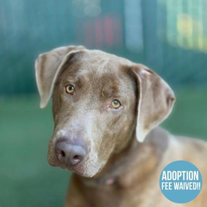 Zoro, a ADOPTABLE mixed breed in Sacramento, CA image 2/6