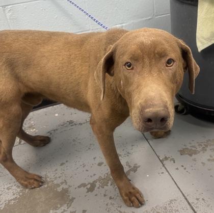 Zoro, a ADOPTABLE mixed breed in Sacramento, CA image 6/6