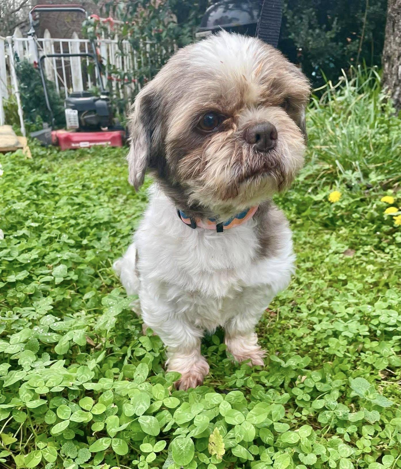 Enlarge Harley Bear, a Adopted Shih Tzu in Alpharetta, GA image 1/3