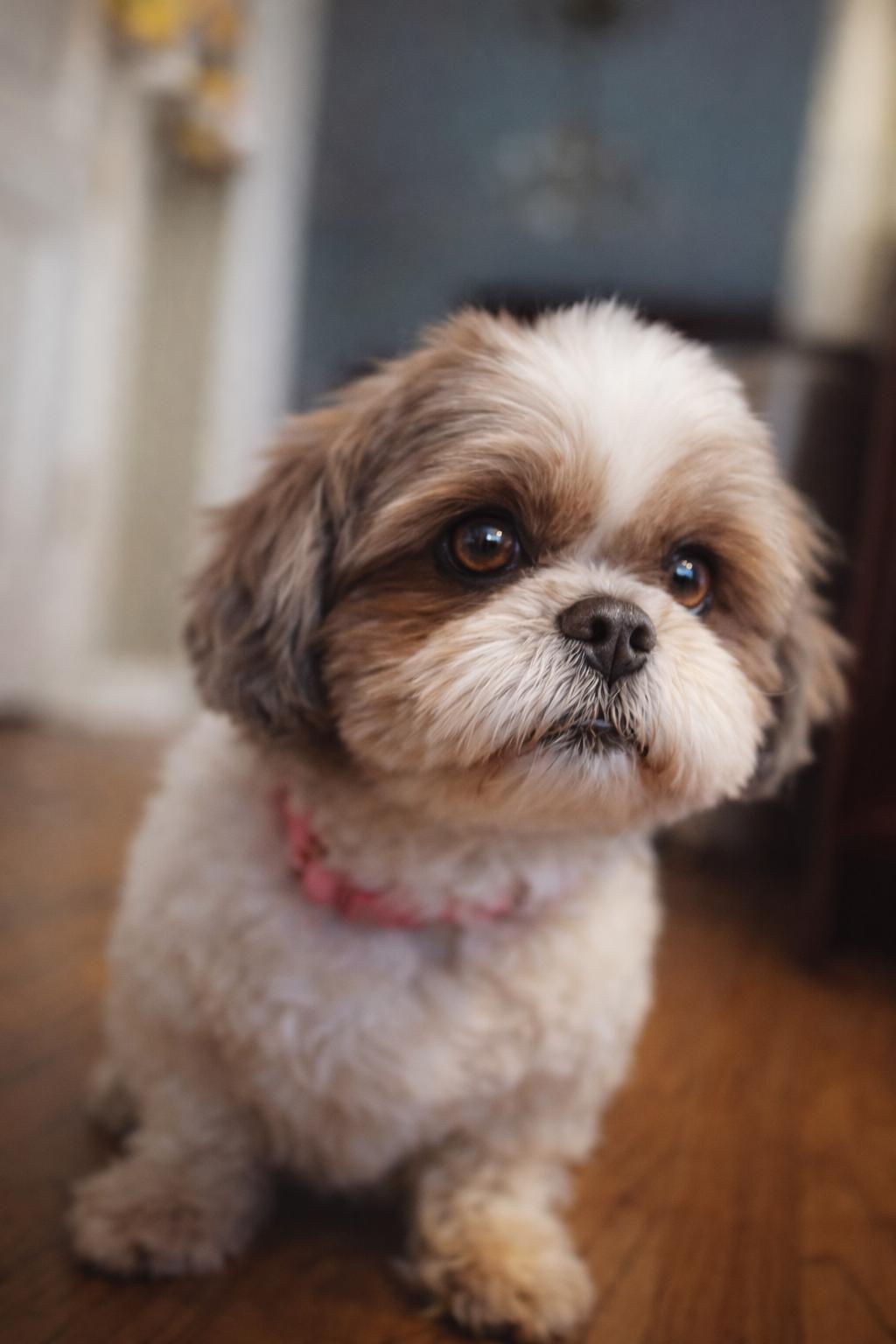 Enlarge Harley Bear, a Adopted Shih Tzu in Alpharetta, GA image 2/3