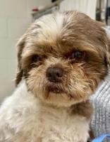 Enlarge Harley Bear, a Adopted Shih Tzu in Alpharetta, GA image 3/3