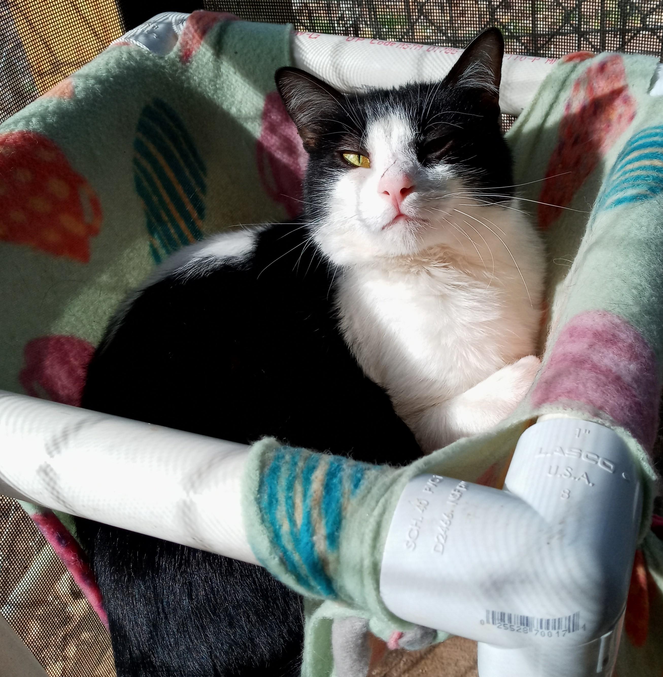 Lily, Adoptable, Adult Female Domestic Short Hair.