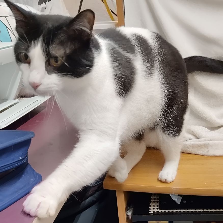 Lily, a Adoptable mixed breed in Heber Springs, AR image 4/6