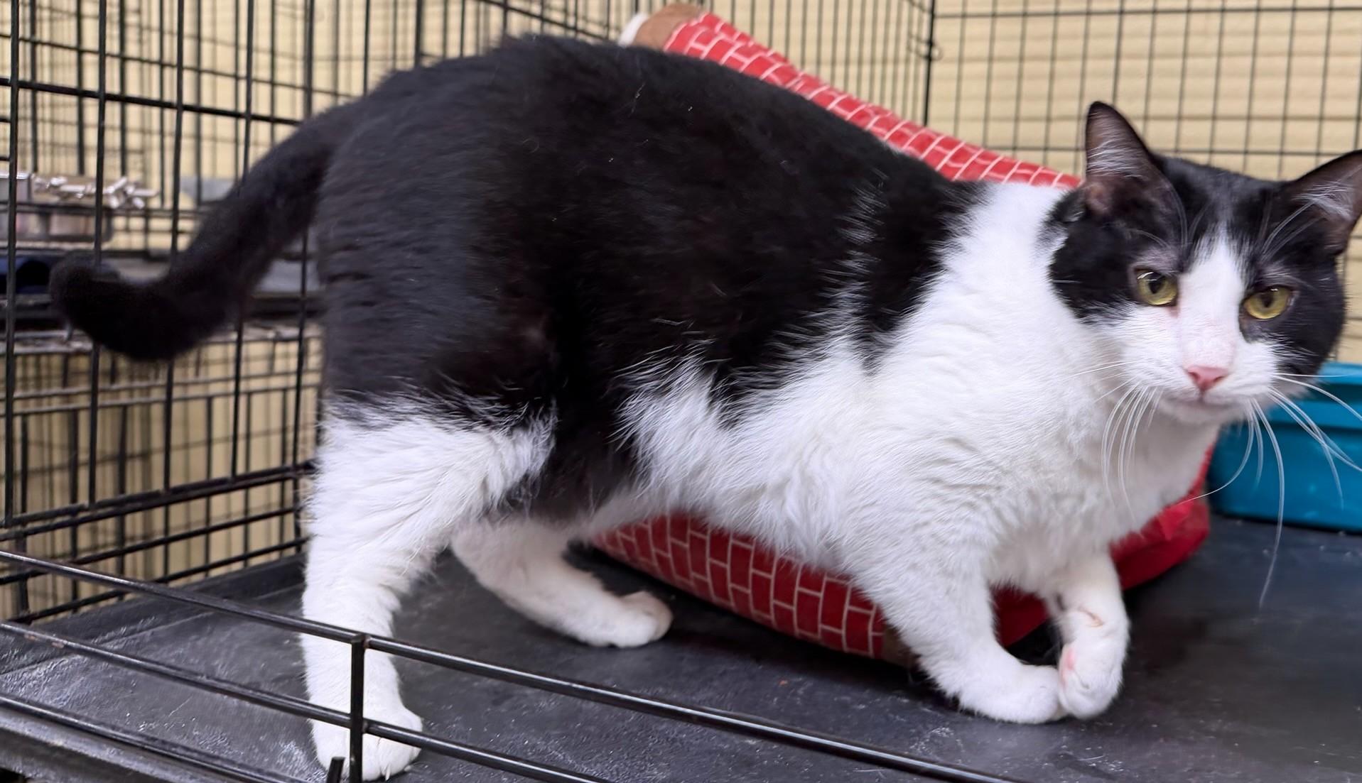 Lily, a Adoptable mixed breed in Heber Springs, AR image 5/6