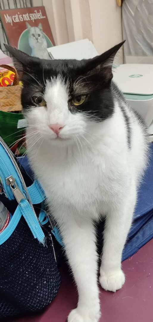 Lily, a Adoptable mixed breed in Heber Springs, AR image 5/6