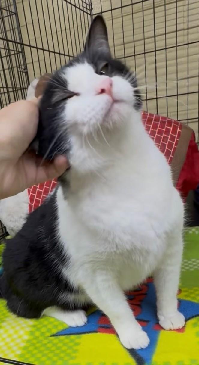 Lily, a Adoptable mixed breed in Heber Springs, AR image 2/6