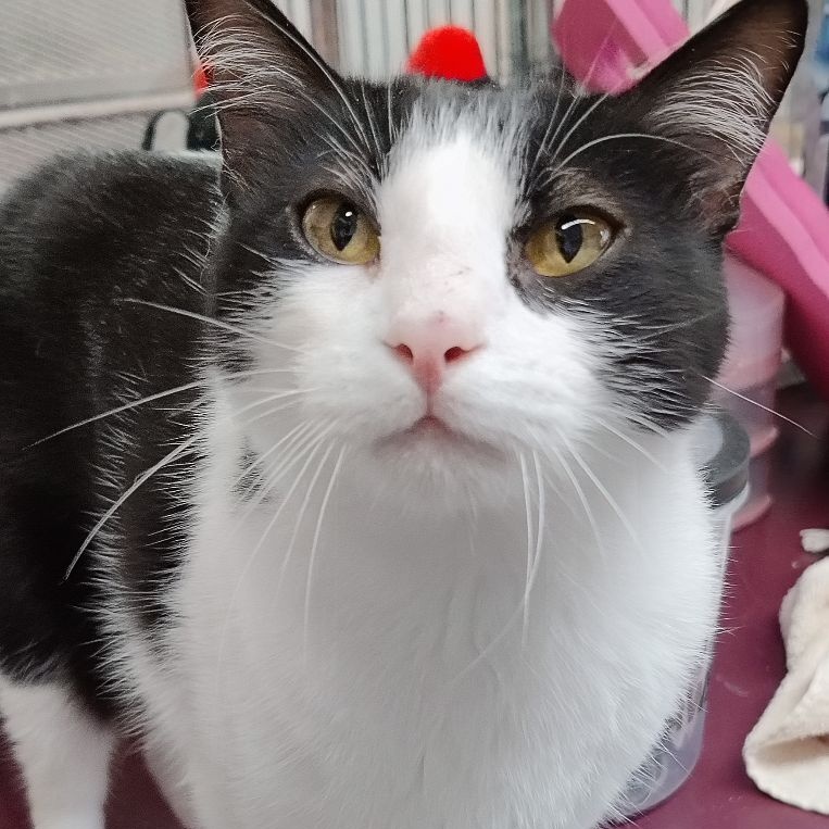 Lily, a Adoptable mixed breed in Heber Springs, AR image 6/6