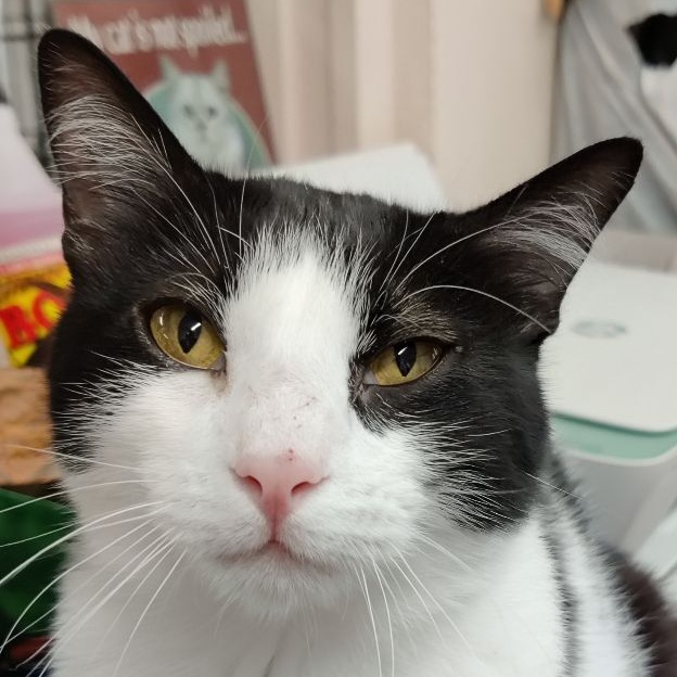 Lily, a Adoptable mixed breed in Heber Springs, AR image 1/6