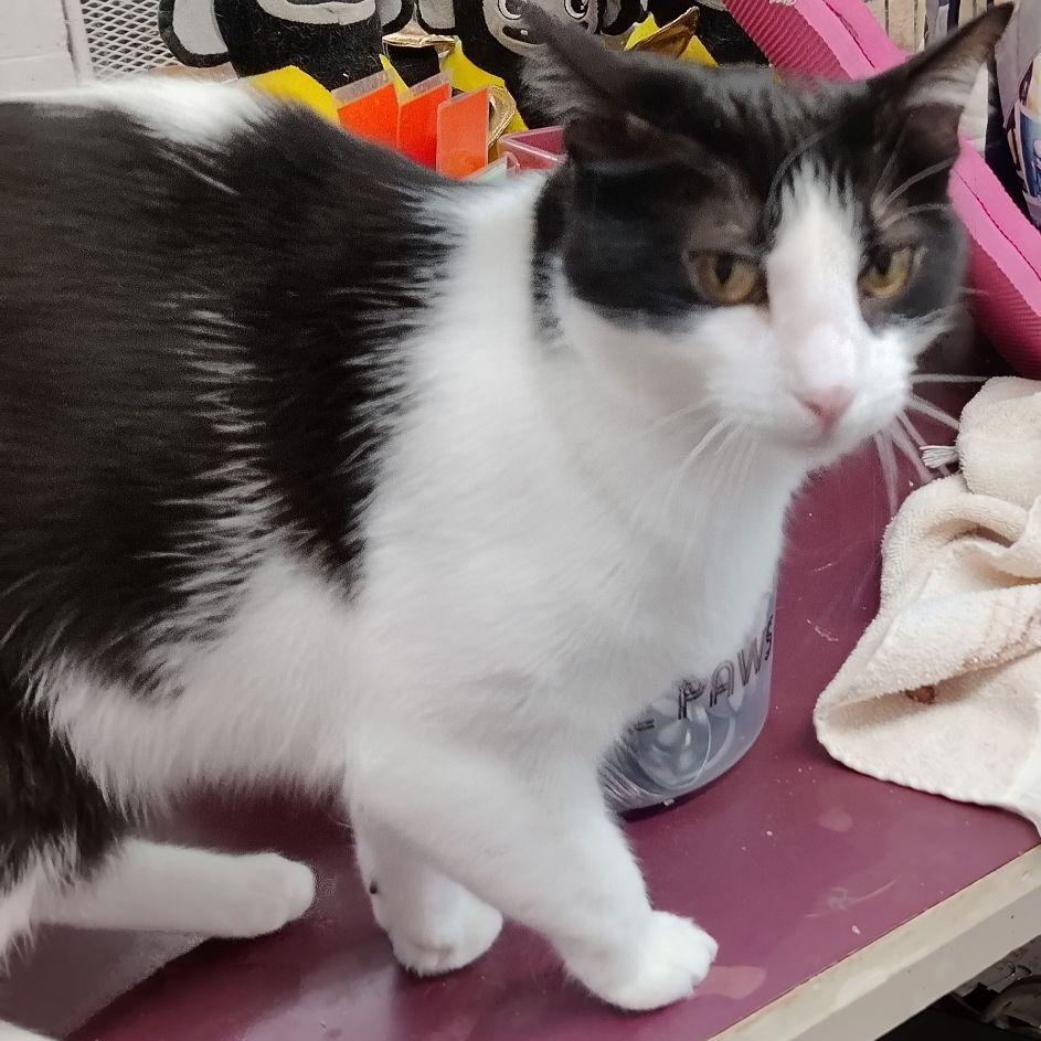 Lily, a Adoptable mixed breed in Heber Springs, AR image 2/6