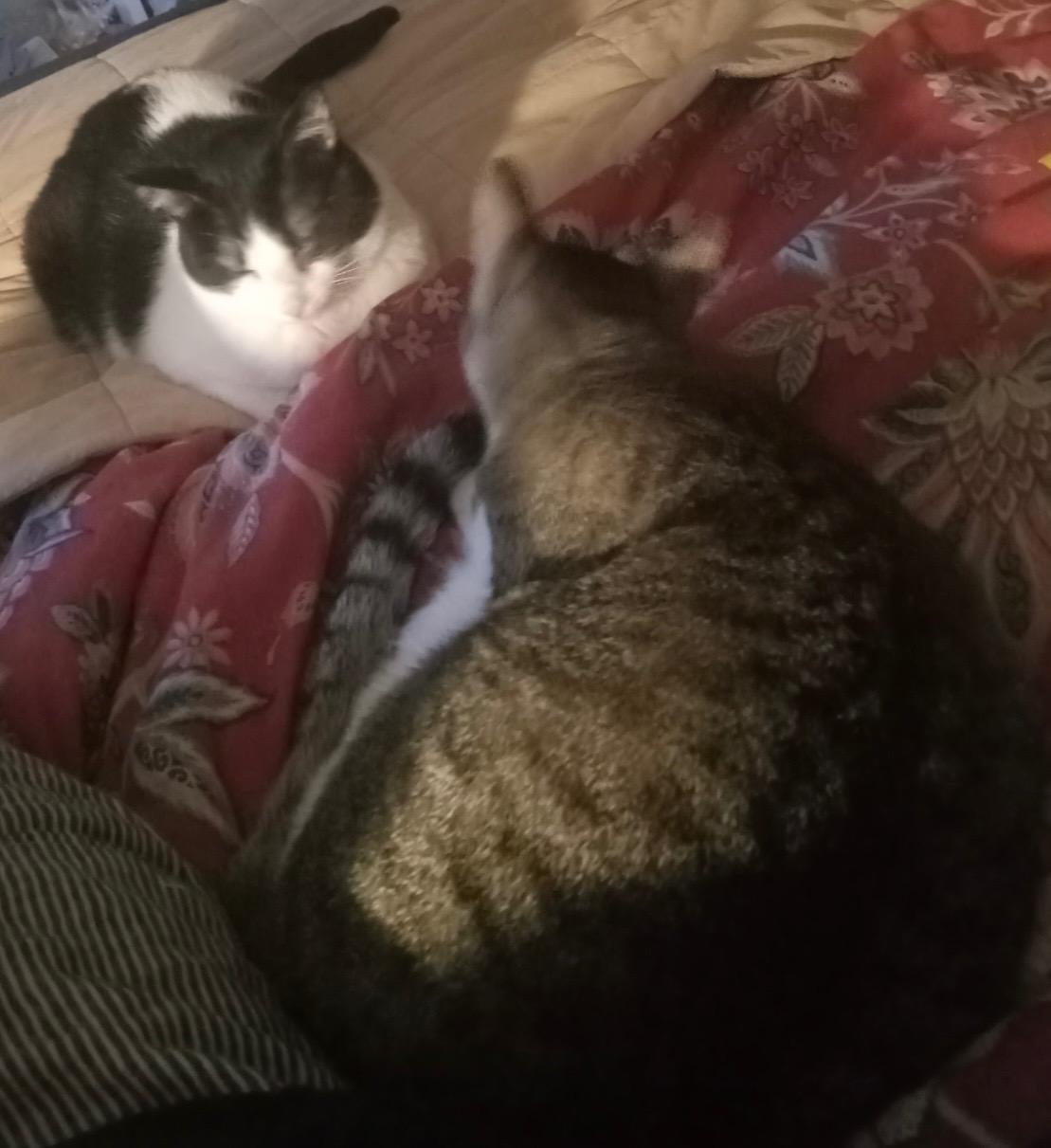 Lily, a Adoptable mixed breed in Heber Springs, AR image 6/6