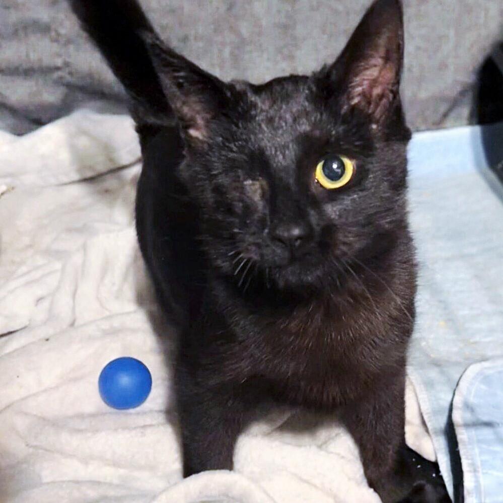 Enlarge Pooh, an adopted Domestic Short Hair in Honeoye, NY image 1/1