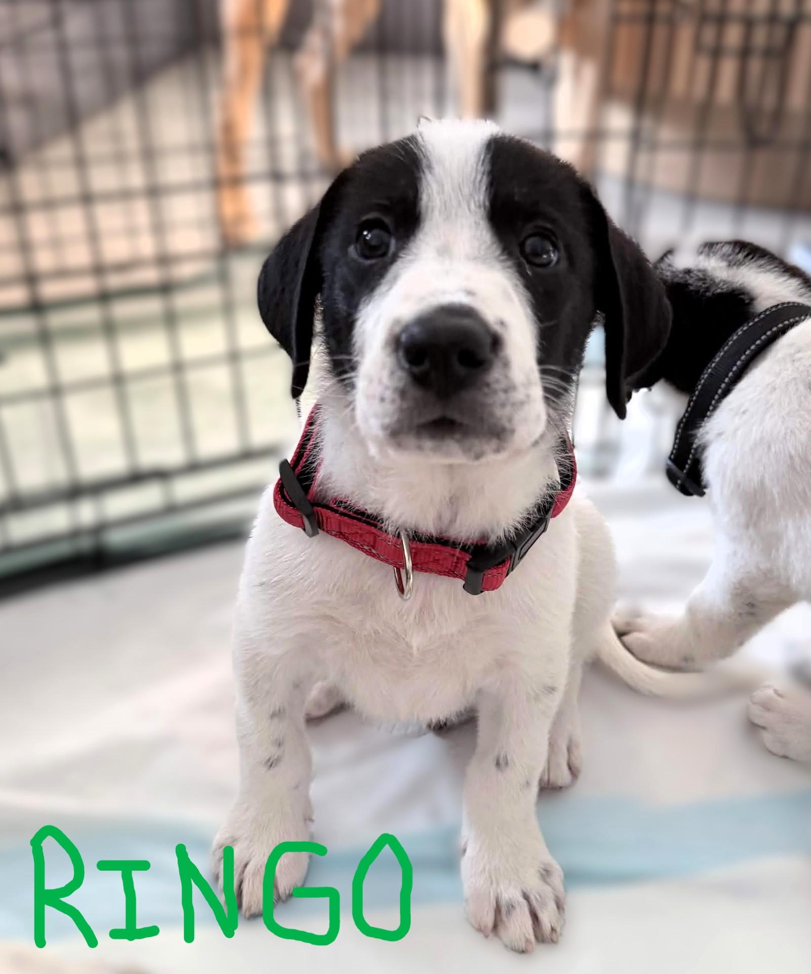Enlarge The Beatles pups.......George, Ringo, Lennon, Jude, a ADOPTABLE mixed breed in Austin, TX image 2/4