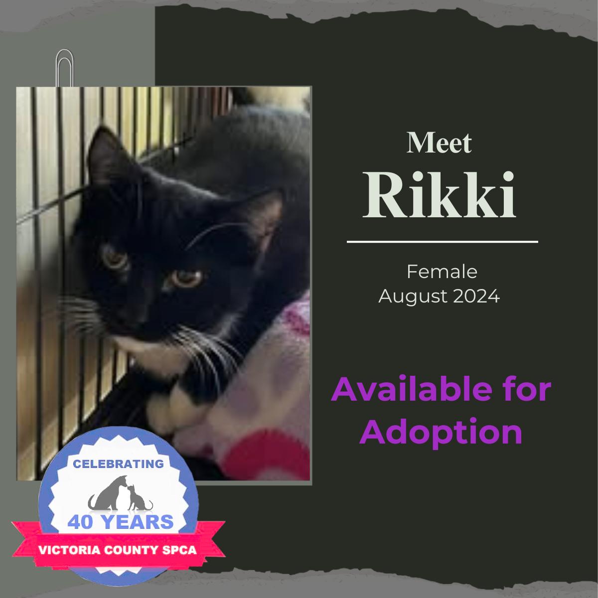 Rikki, Adoptable, Adult Female Domestic Short Hair.