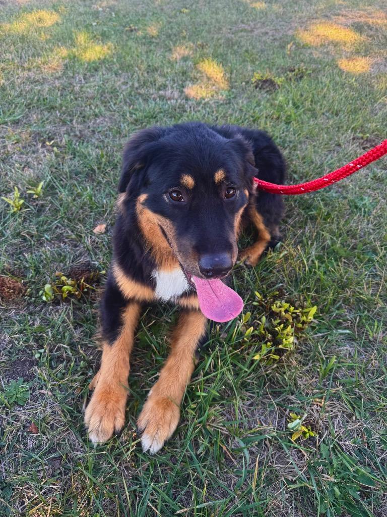 Virgo, Adoptable, Young Male Australian Cattle Dog / Blue Heeler.