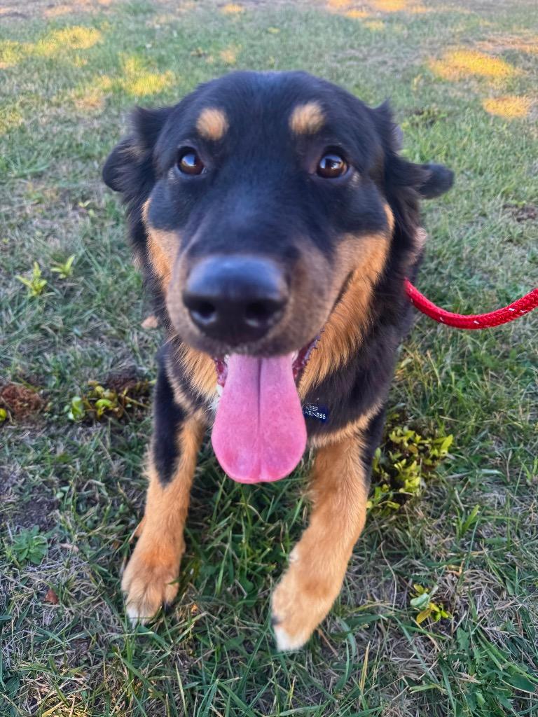 Enlarge Virgo, a Adoptable Australian Cattle Dog / Blue Heeler in Grants Pass, OR image 2/2
