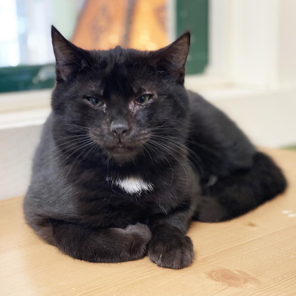 Enlarge Penny, a Adoptable Domestic Medium Hair in Mount Juliet, TN image 1/1