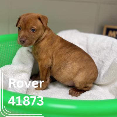 Rover & Rilee, Baby Male Mixed Breed