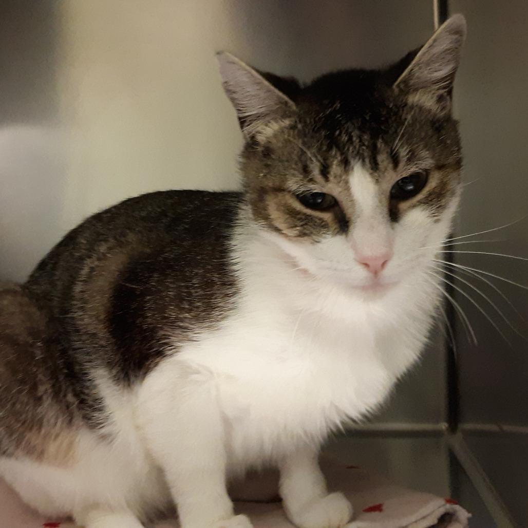 Piglet, Adoptable, Adult Male Domestic Short Hair.