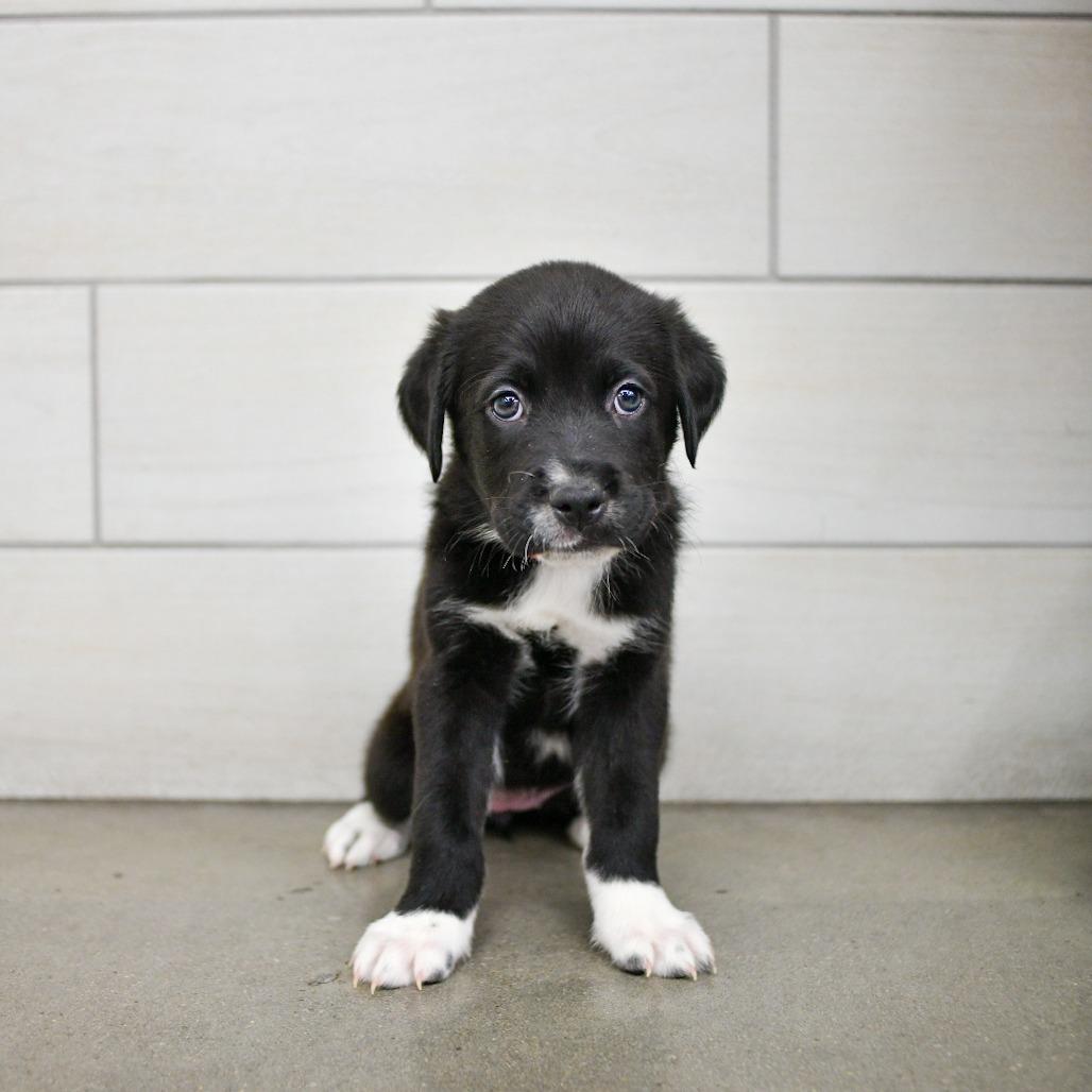 Enlarge Esspresso, a Adoptable mixed breed in West Jordan, UT image 1/1