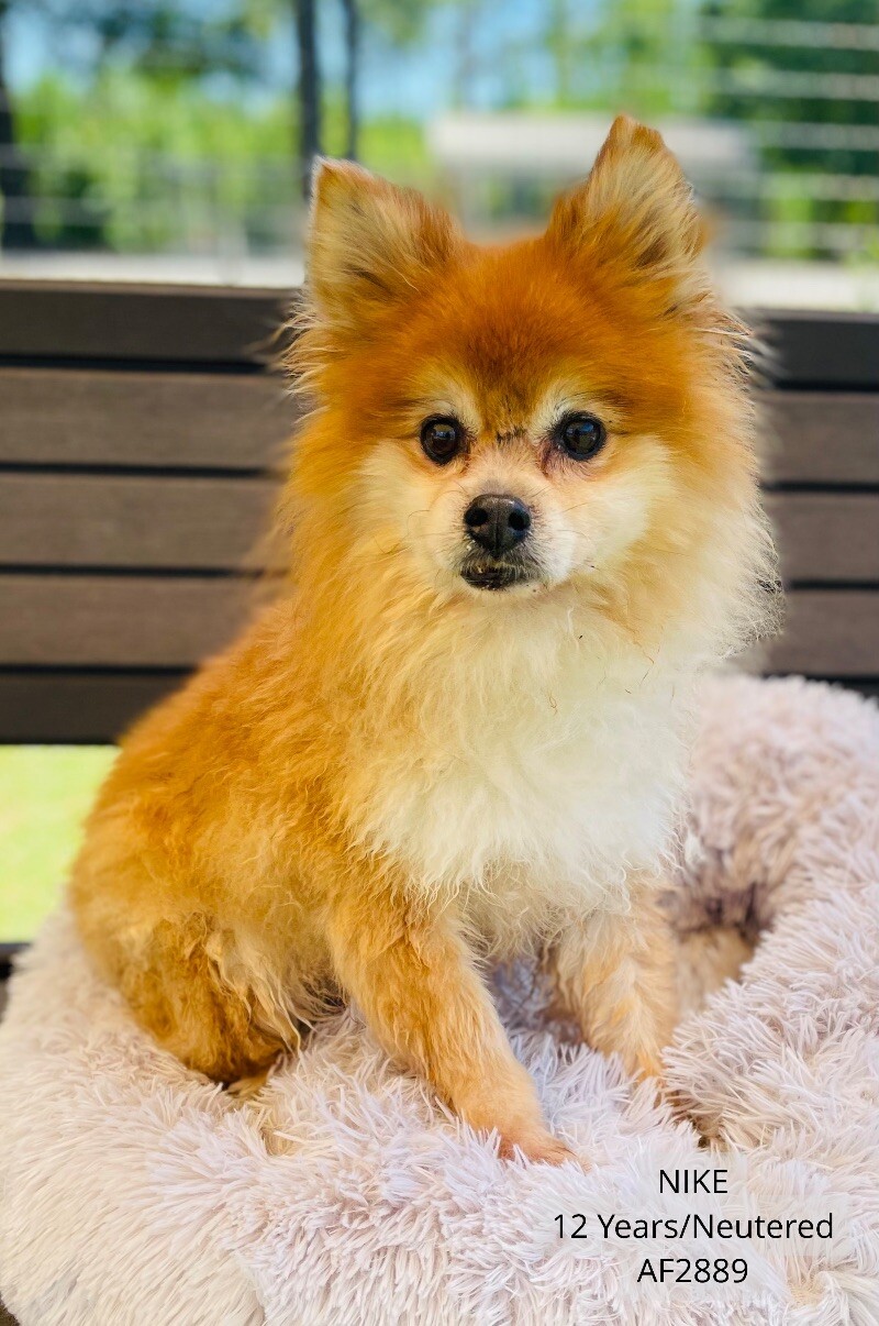 Nike, an adopted Pomeranian in Wilmington, NC_image-1