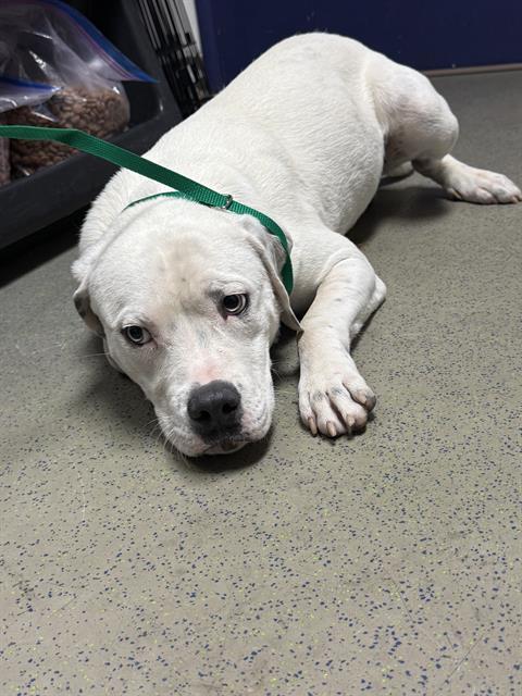 Enlarge MOOSE, a Adoptable Pit Bull Terrier in Bakersfield, CA image 1/1