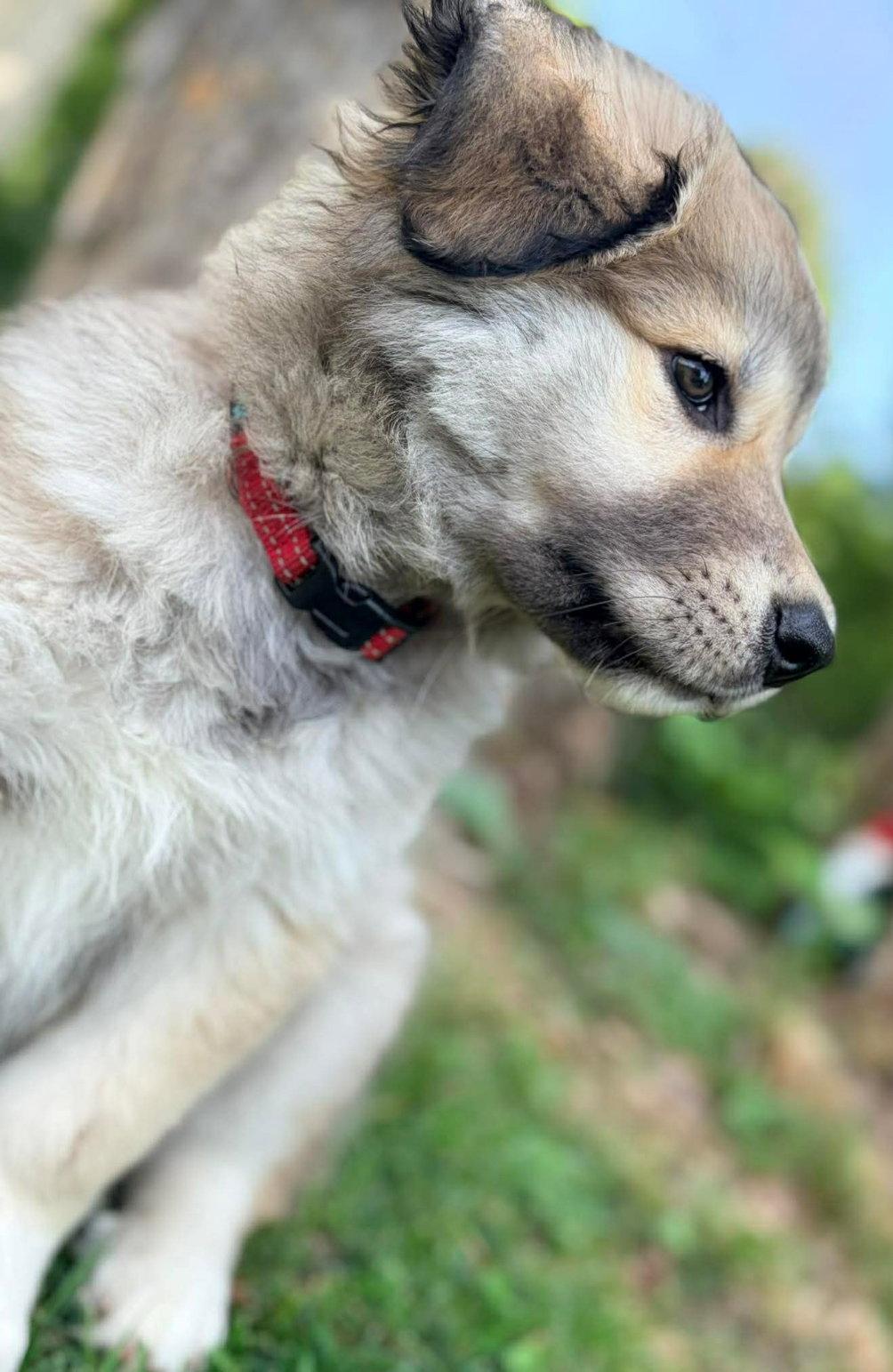 ZUCCHINI, Adoptable, Puppy Female Husky & Shepherd.