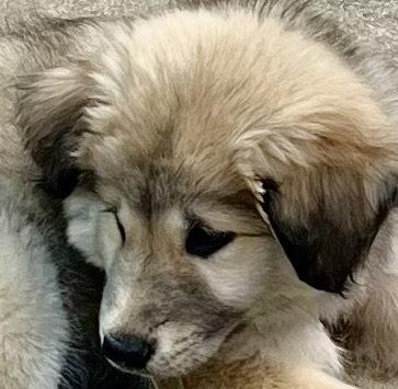 Enlarge ZUCCHINI, a Adoptable mixed breed in Minesing, ON image 2/3
