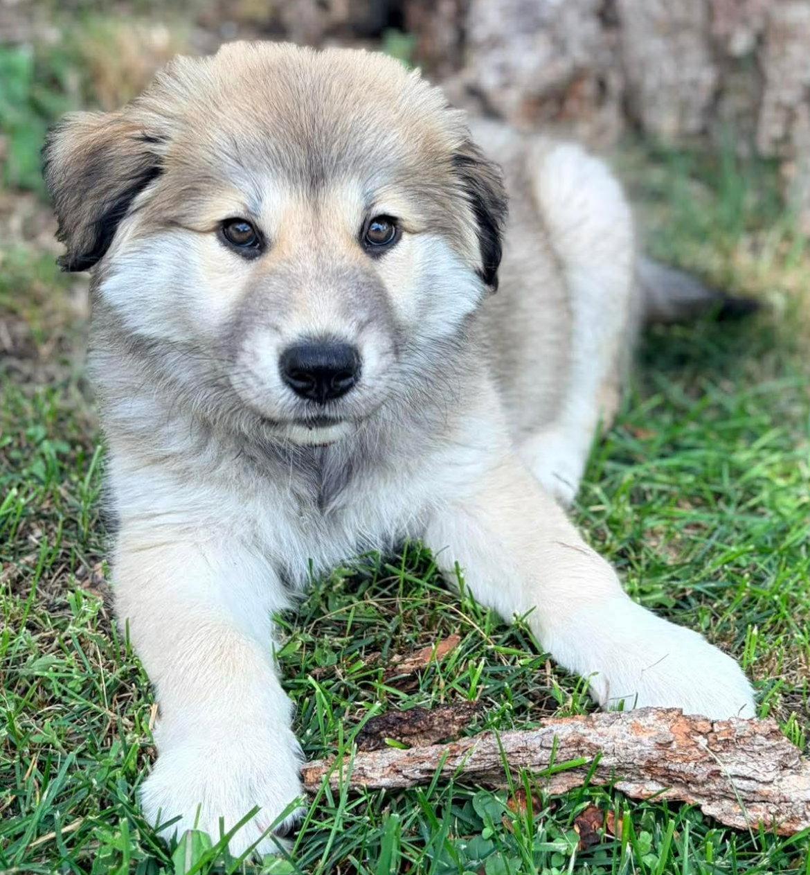 Enlarge ZUCCHINI, a Adoptable mixed breed in Minesing, ON image 3/3