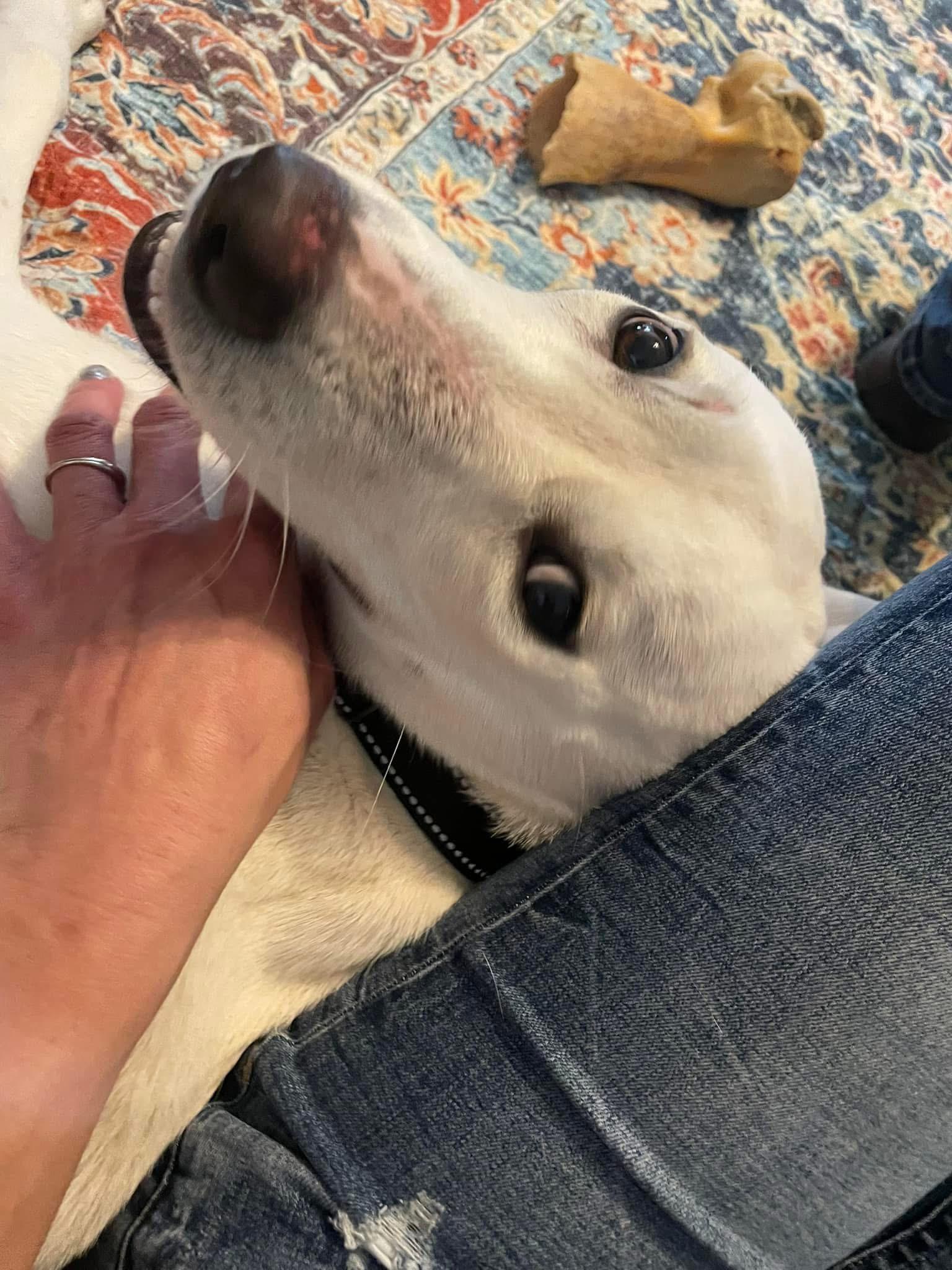 Snow White, a Adoptable mixed breed in Inez, TX image 3/6