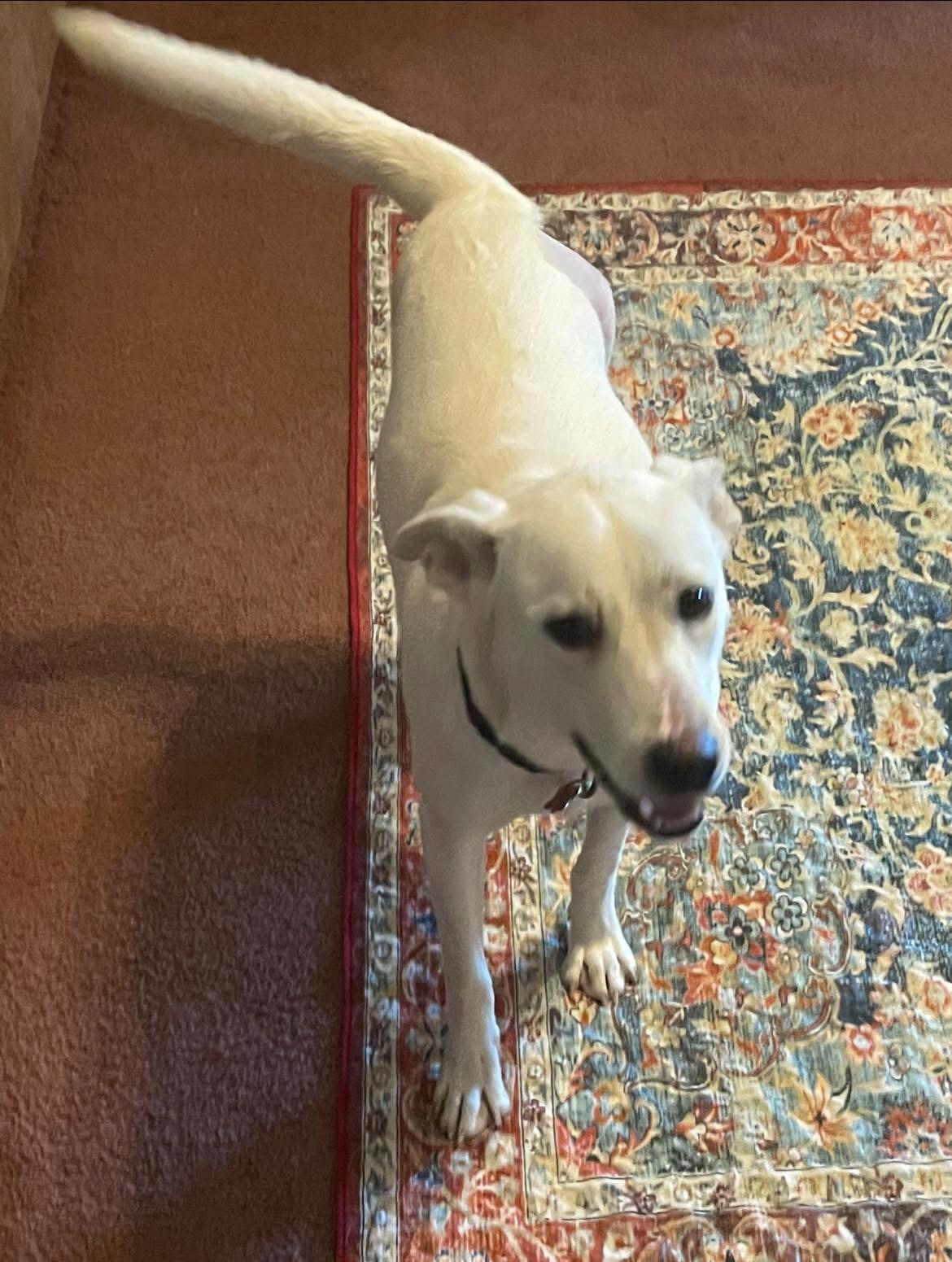 Snow White, a Adoptable mixed breed in Inez, TX image 2/6