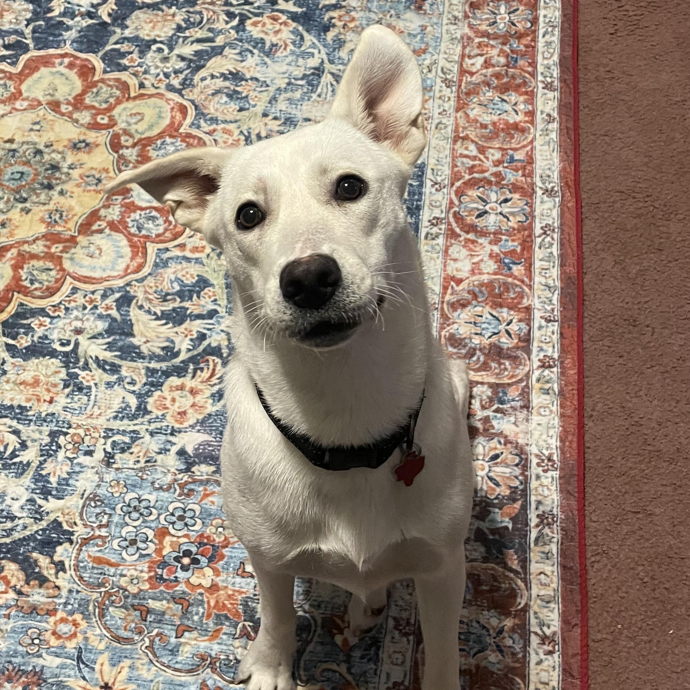 Snow White, a Adoptable mixed breed in Inez, TX image 1/6