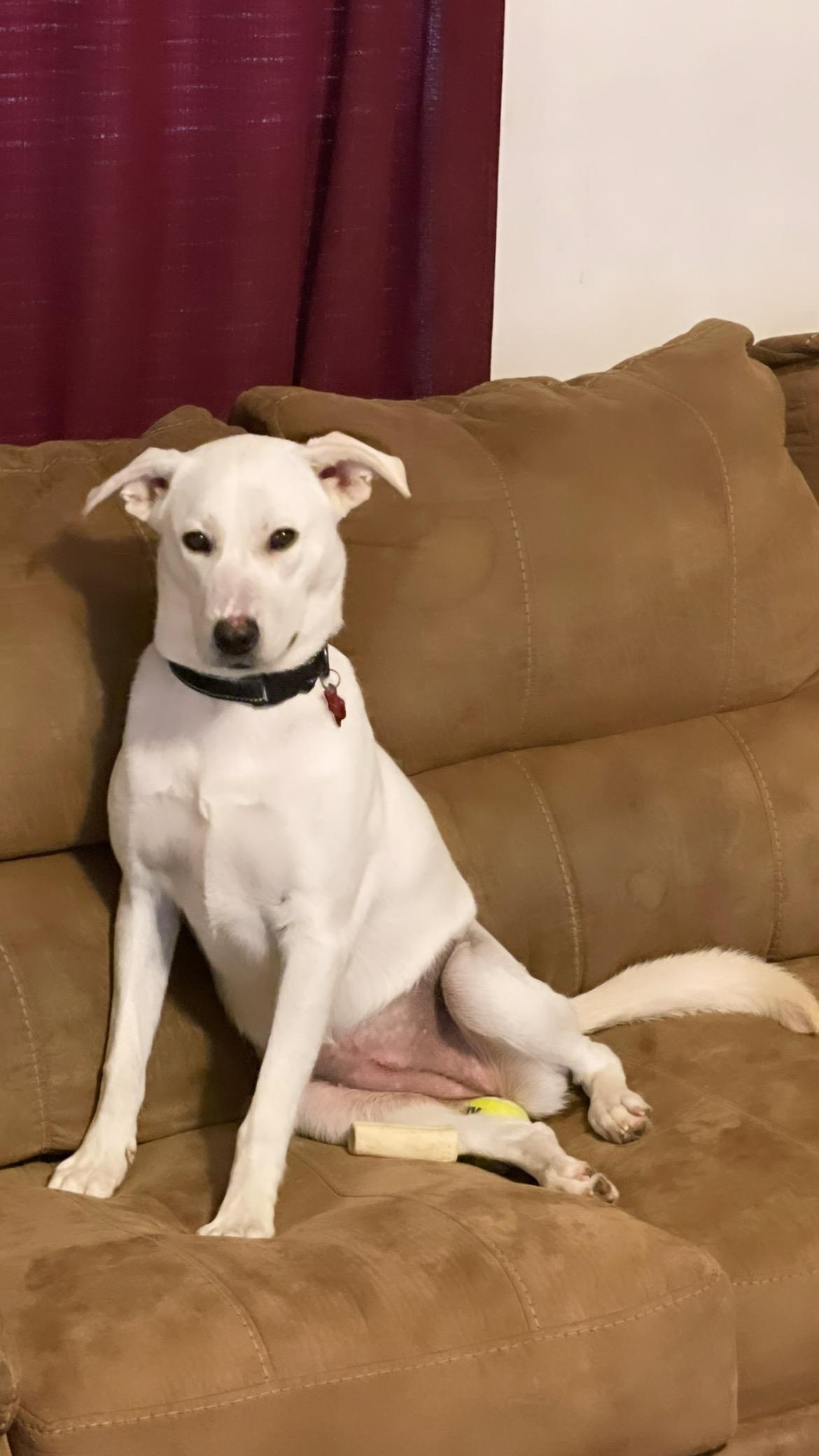 Snow White, a Adoptable mixed breed in Inez, TX image 6/6