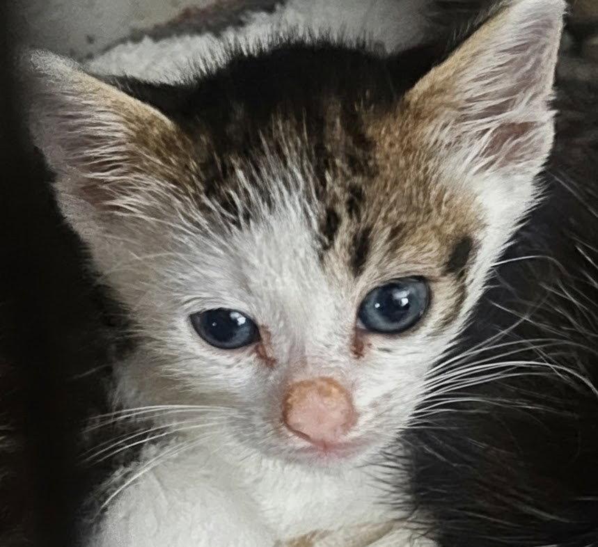Sky 4.8.26, Adoptable, Kitten Female Domestic Short Hair.