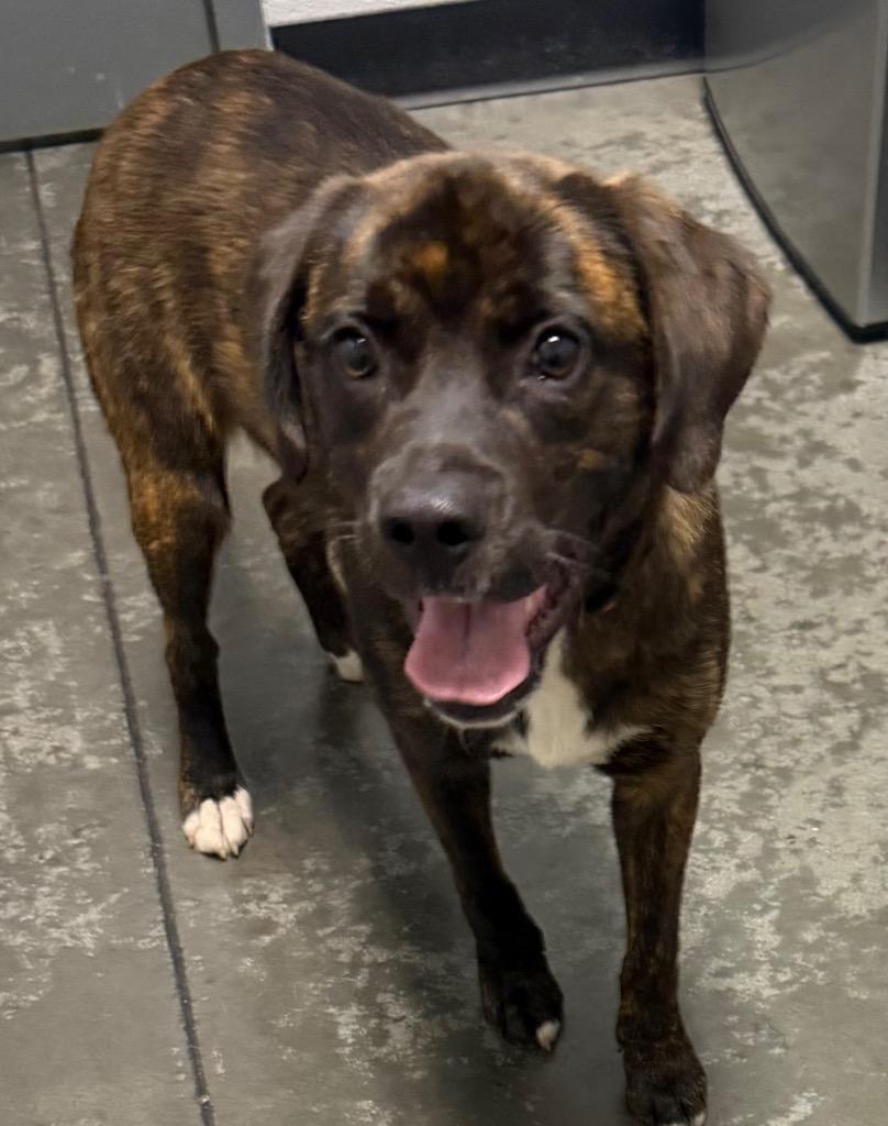 Rollins, Adoptable, Young Male Mixed Breed.