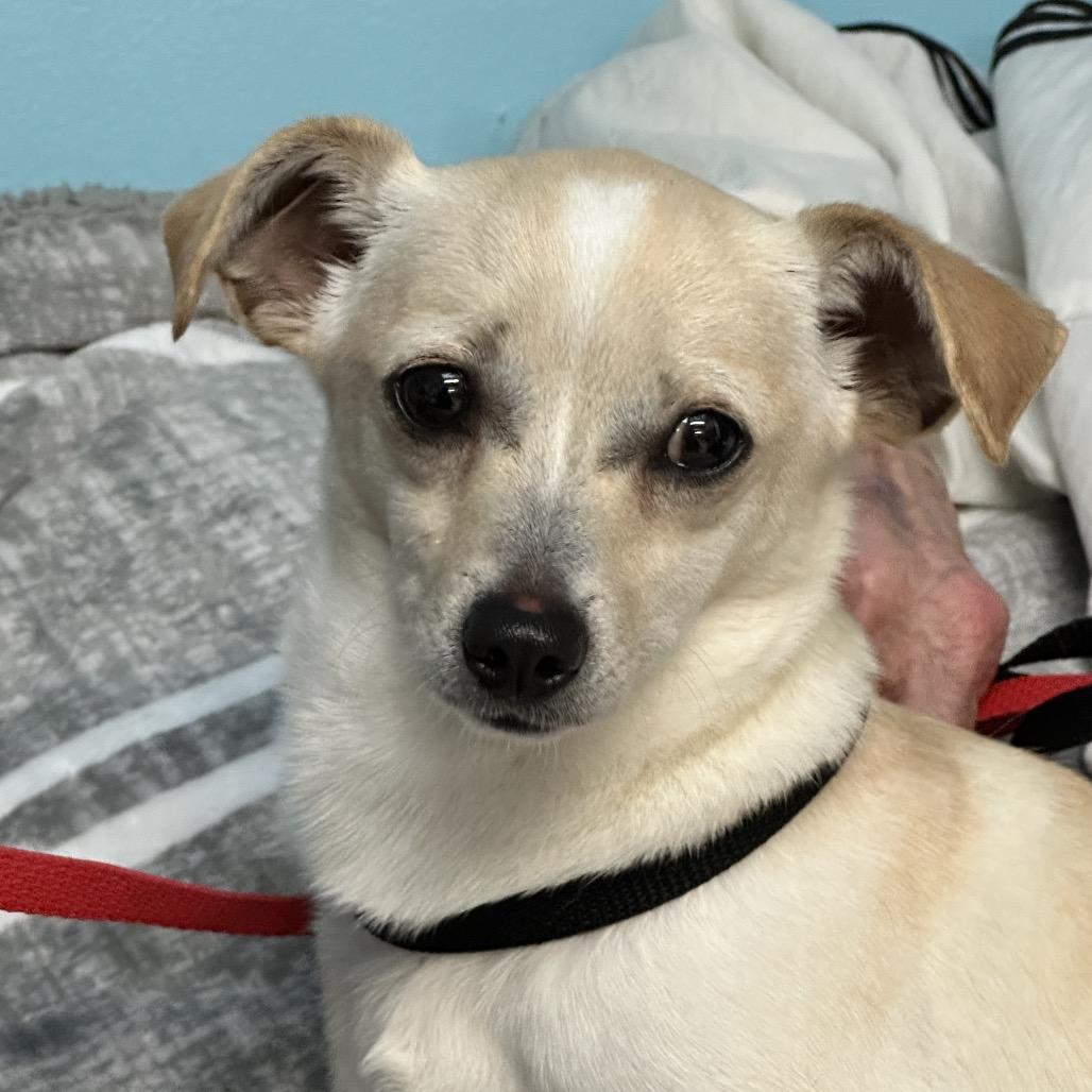 Enlarge Zeke/Diego, a Adoptable mixed breed in Long Beach, CA image 1/3