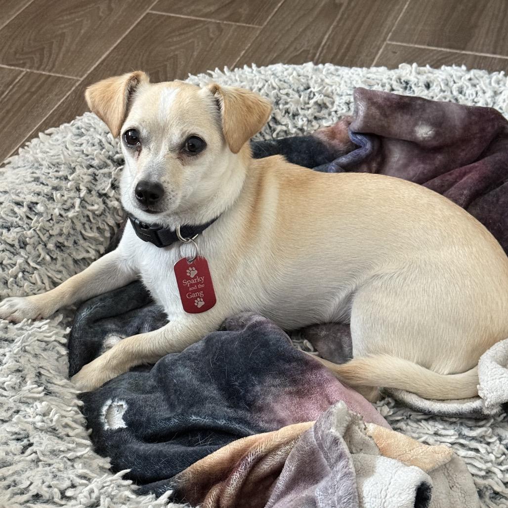 Enlarge Zeke/Diego, a Adoptable mixed breed in Long Beach, CA image 2/3