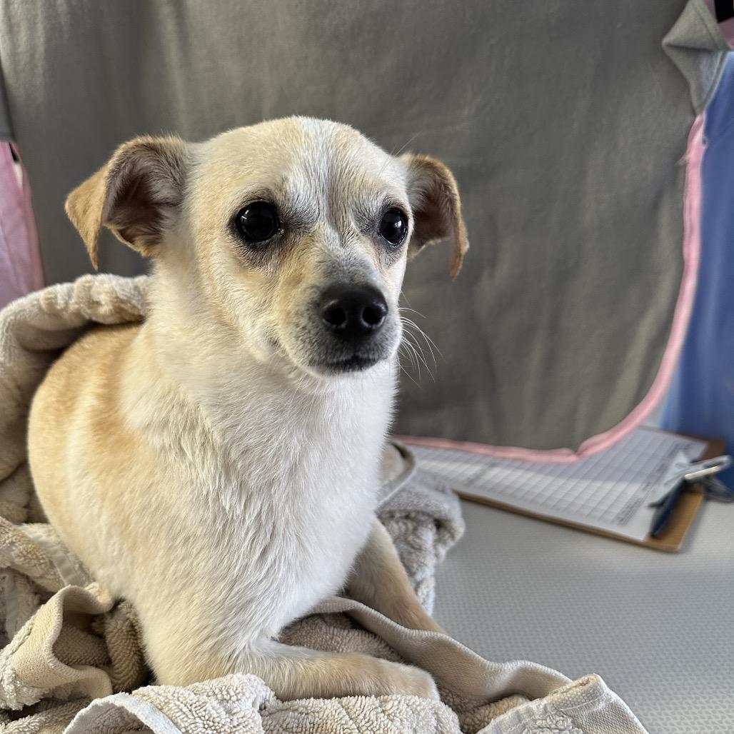 Enlarge Zeke/Diego, a Adoptable mixed breed in Long Beach, CA image 3/3