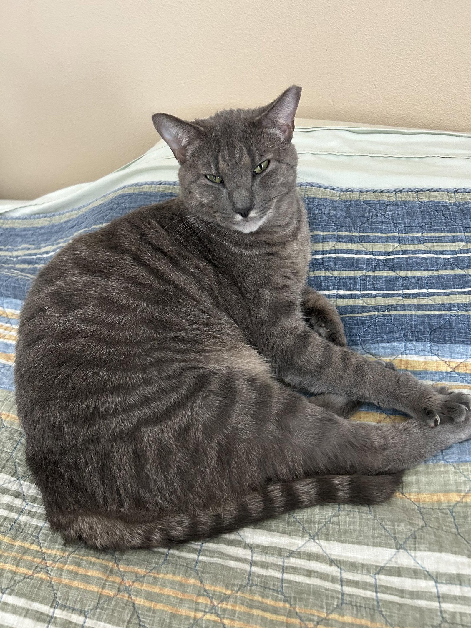 Little Big Man, Adoptable, Adult Male Domestic Short Hair.