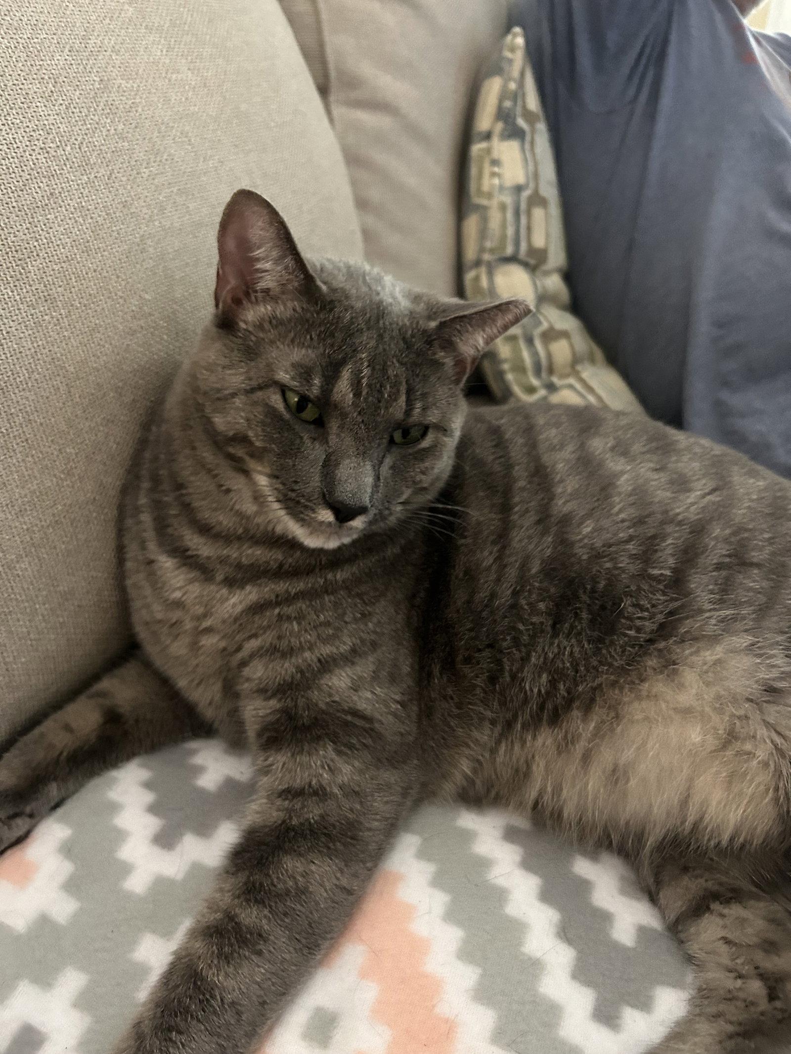 Enlarge Little Big Man, a Adoptable Domestic Short Hair in The Woodlands, TX image 2/2