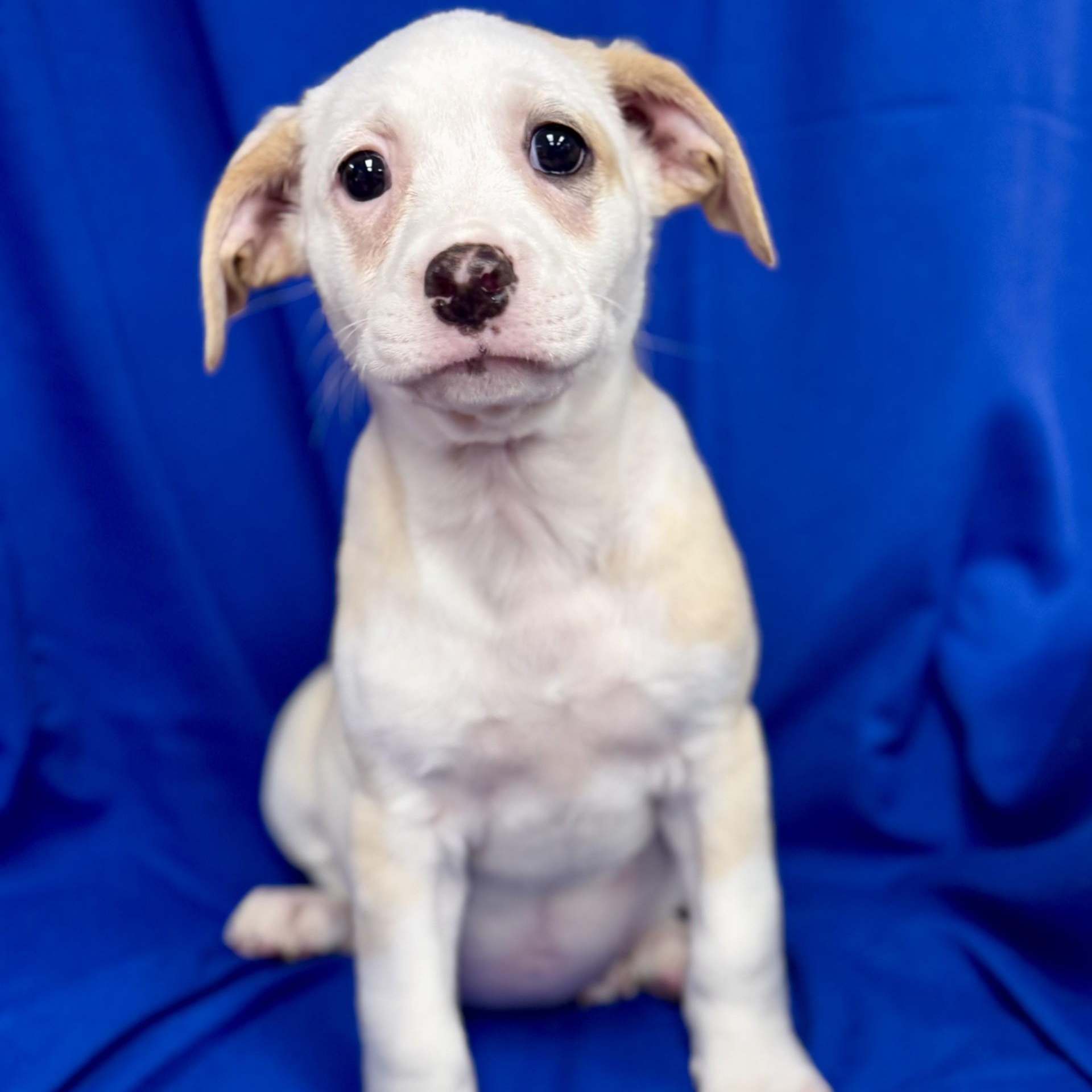 Tissaia de Vries (CONC-A-9031)