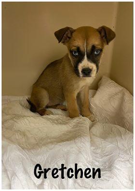 Gretchen, Adopted, Puppy Female Boxer & Australian Shepherd.