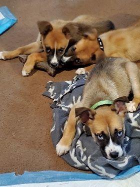 Enlarge Gretchen, a Adopted mixed breed in Valley Stream, NY image 2/3