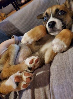 Enlarge Gretchen, a Adopted mixed breed in Valley Stream, NY image 3/3