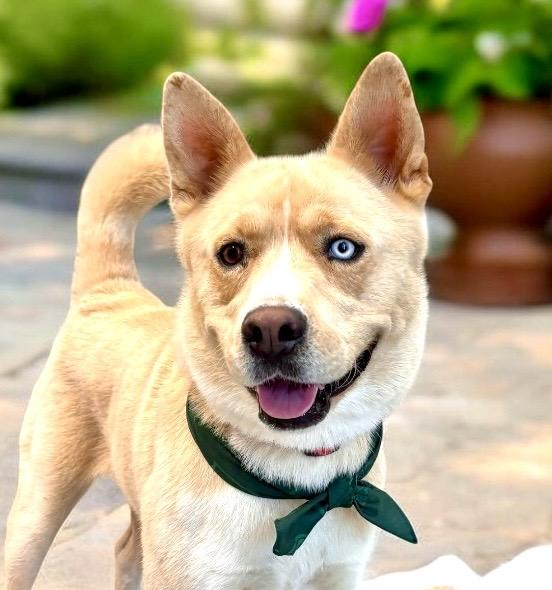 Baki, Adoptable, Adult Male Husky & Yellow Labrador Retriever.
