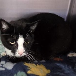 Oreo, ADOPTABLE, Adult Male Domestic Short Hair.