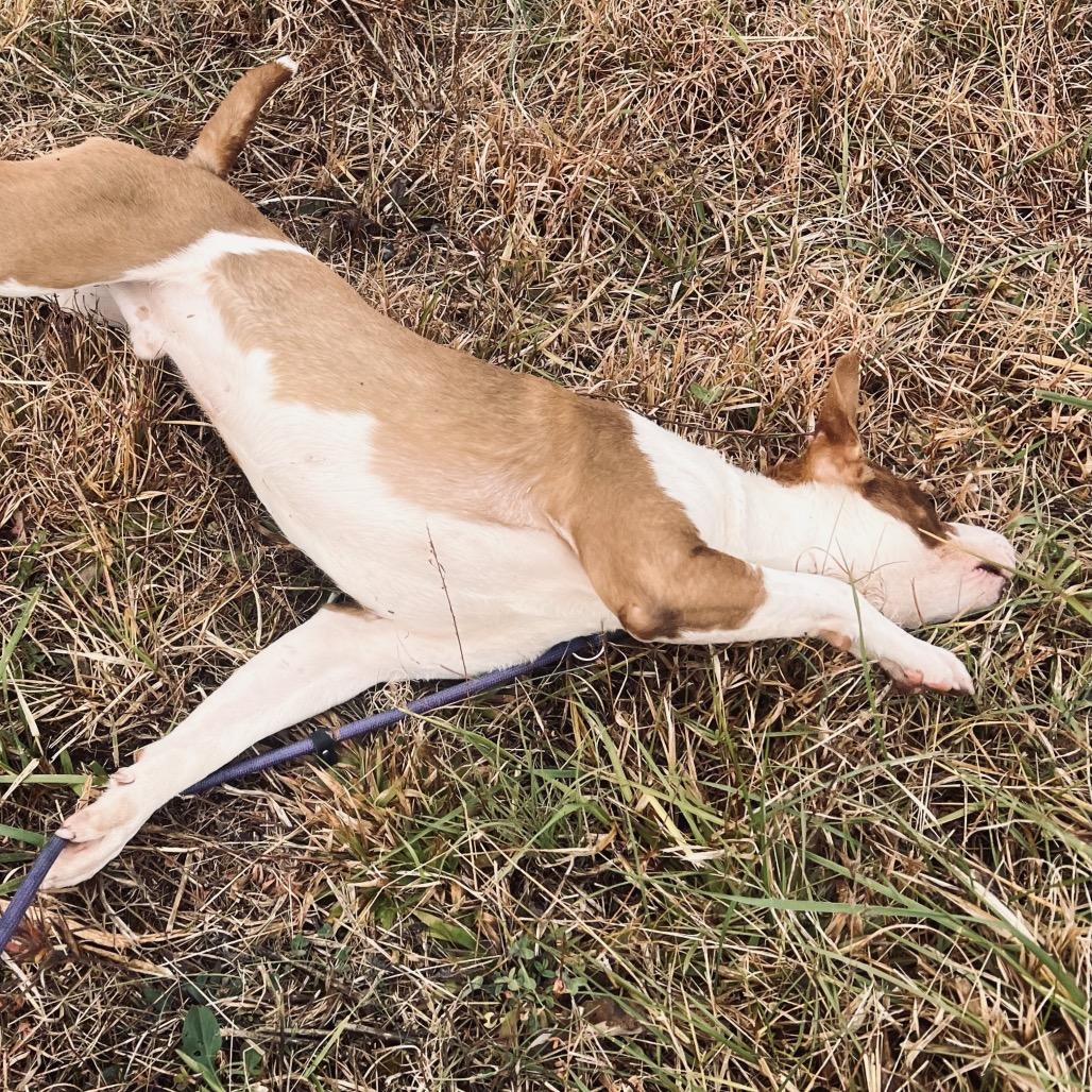 Enlarge Earl, a Adoptable mixed breed in Caryville, TN image 1/6