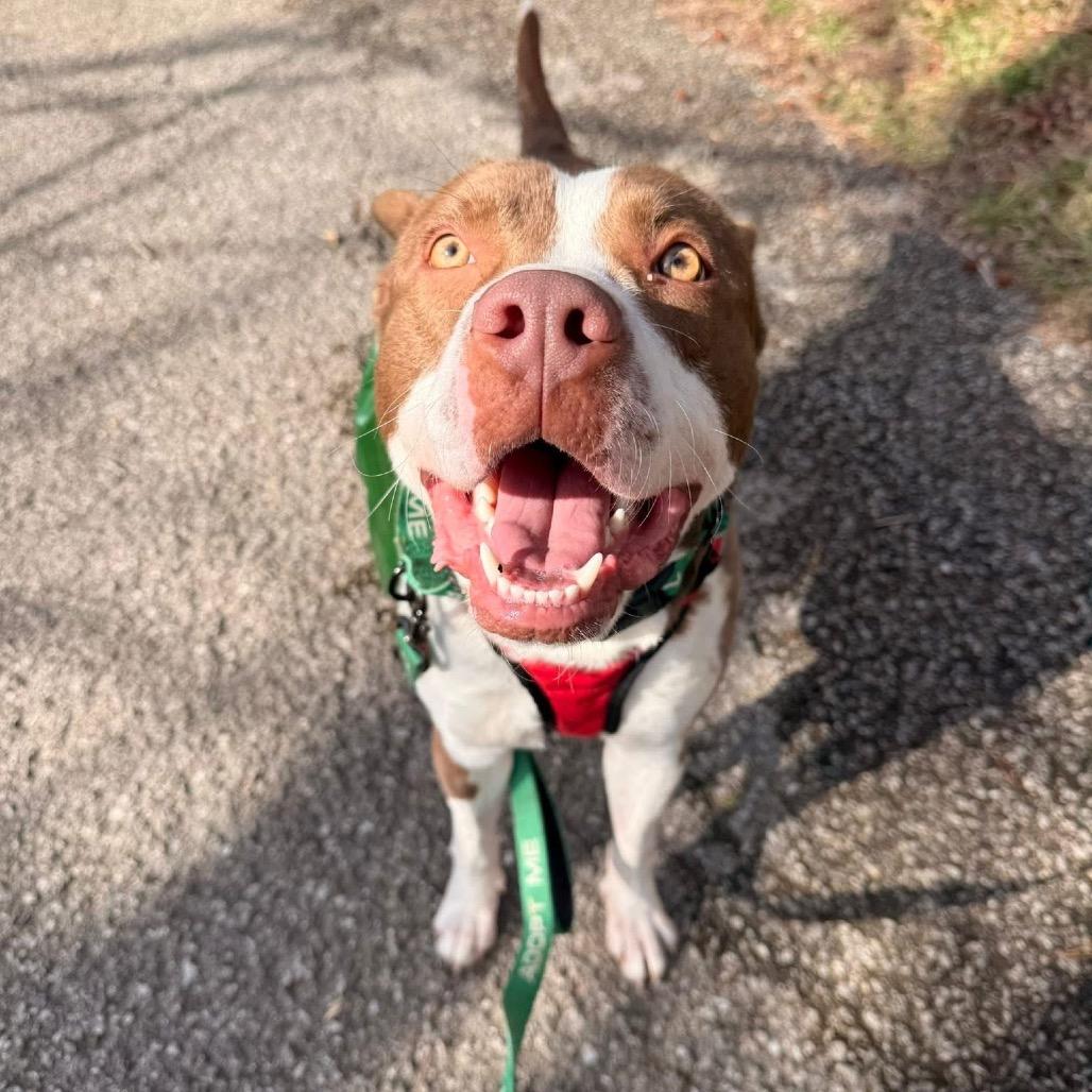 Earl, Adoptable, Adult Male Pit Bull Terrier & Mixed Breed.