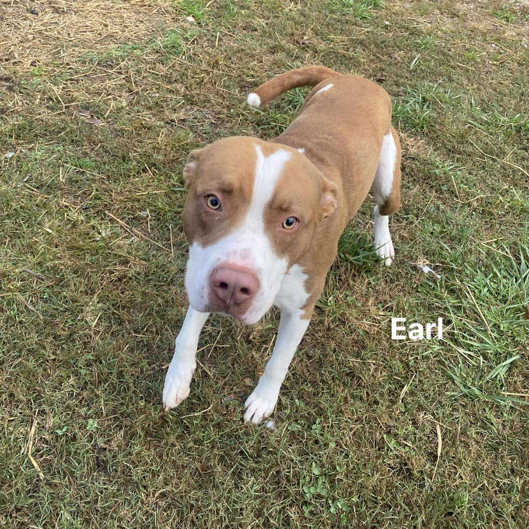 Enlarge Earl, a Adoptable mixed breed in Caryville, TN image 4/6